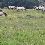 Wormshoeft 16 Apartman Hasselberg