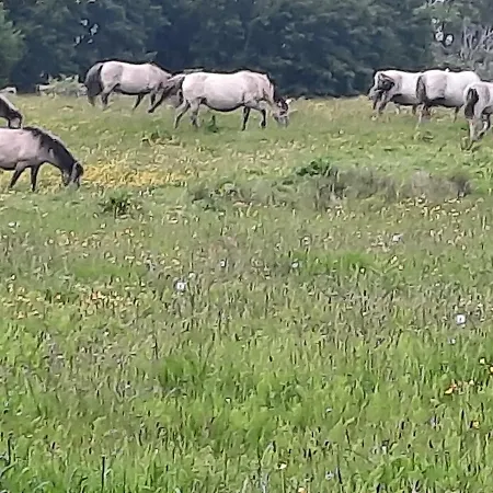 Wormshoeft 16 Appartement Hasselberg (Schleswig-Holstein)