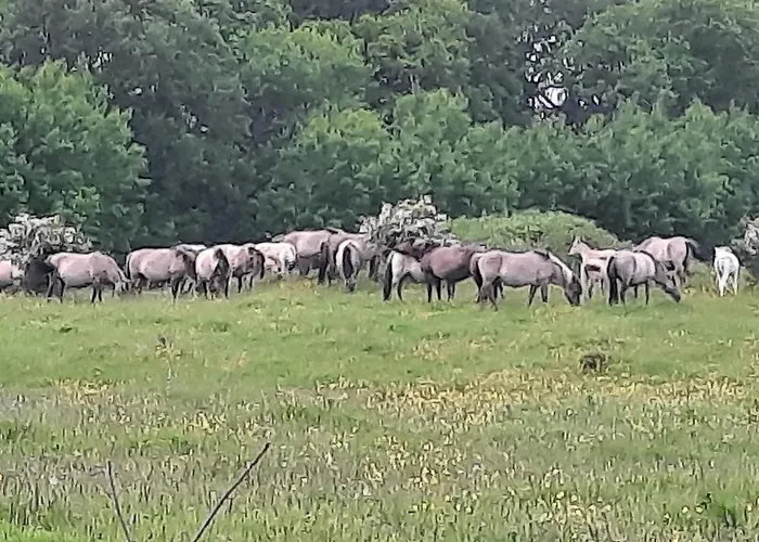 Appartement Wormshoeft 16 *