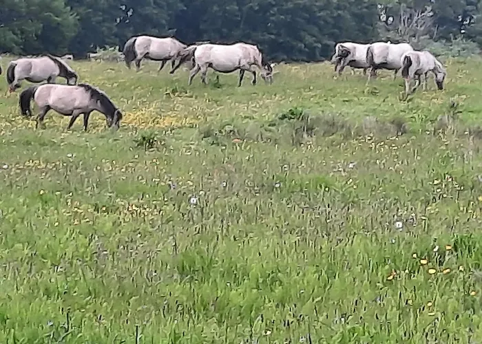 Wormshoeft 16 Appartement Hasselberg (Schleswig-Holstein)